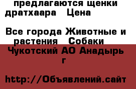предлагаются щенки дратхаара › Цена ­ 20 000 - Все города Животные и растения » Собаки   . Чукотский АО,Анадырь г.